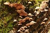 Crepidotus epibryus image