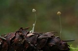 Mycena longiseta image