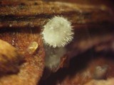 Mycena longiseta image