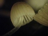Mycena longiseta image