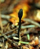 Trichoglossum hirsutum image