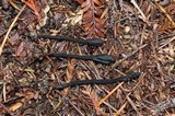 Trichoglossum hirsutum image