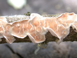 Byssomerulius corium image