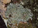 Heterodermia casarettiana image
