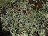 Heterodermia casarettiana image