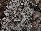 Heterodermia hypoleuca image
