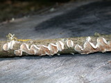 Byssomerulius corium image