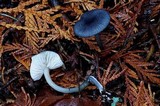 Leptonia yatesii image