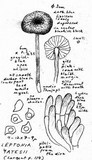 Leptonia yatesii image