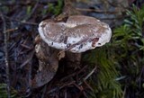 Clitocybe sclerotoidea image