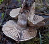Clitocybe sclerotoidea image