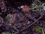 Mycena sanguinolenta image