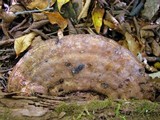 Sporophagomyces chrysostomus image