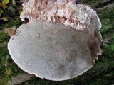 Sporophagomyces chrysostomus image