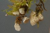 Rimbachia bryophila image