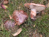 Tricholoma fracticum image