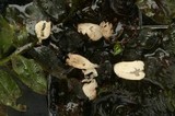 Rimbachia paludosa image