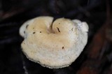 Hydnum oregonense image