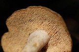 Hydnum oregonense image