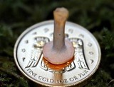 Hydnum oregonense image