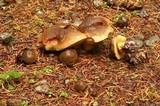 Cyanoboletus rainisiae image