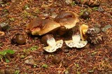 Cyanoboletus rainisiae image