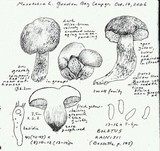 Cyanoboletus rainisiae image