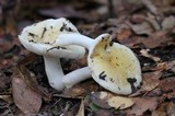 Russula cerolens image