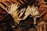 Aphelaria tuberosa image