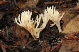Aphelaria tuberosa image