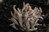 Clavaria fumosa image