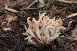 Clavaria fumosa image