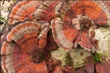 Daedaleopsis tricolor image