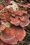 Daedaleopsis tricolor image