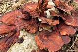 Daedaleopsis tricolor image
