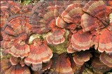 Daedaleopsis tricolor image