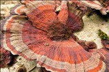 Daedaleopsis tricolor image