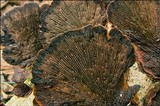 Daedaleopsis tricolor image