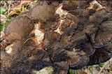 Daedaleopsis tricolor image