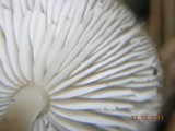 Amanita sect. Vaginatae image