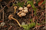Hodophilus micaceus image