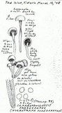 Hodophilus micaceus image