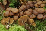Kuehneromyces lignicola image