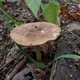 Pluteus hongoi image