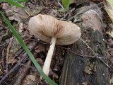 Pluteus hongoi image