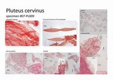Pluteus hongoi image