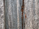Oligoporus amarus image