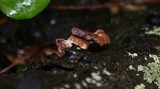 Panus conchatus image