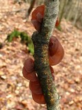 Exidia recisa image