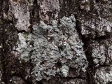 Heterodermia granulifera image
